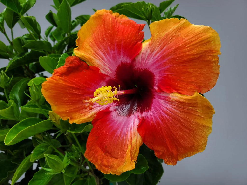 Tropical Plants of Florida 34 to 38 Braided Fiesta Hibiscus Tree; Full Sun， Flowering Plant