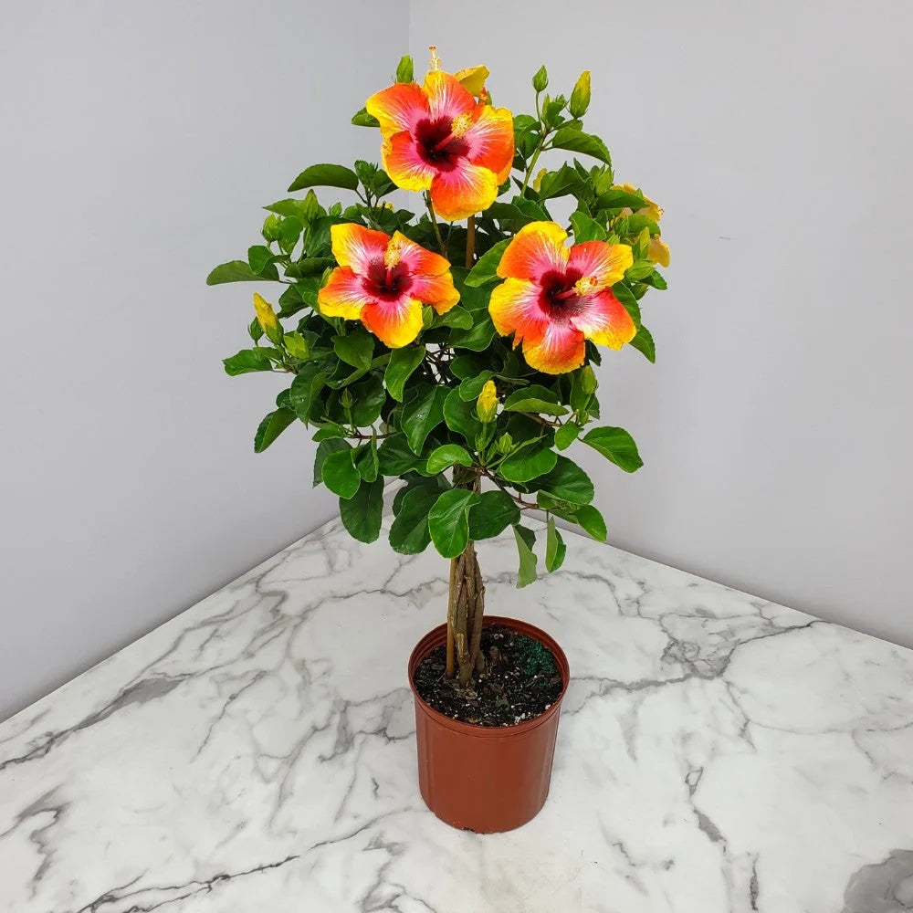 Tropical Plants of Florida 34 to 38 Braided Fiesta Hibiscus Tree; Full Sun， Flowering Plant
