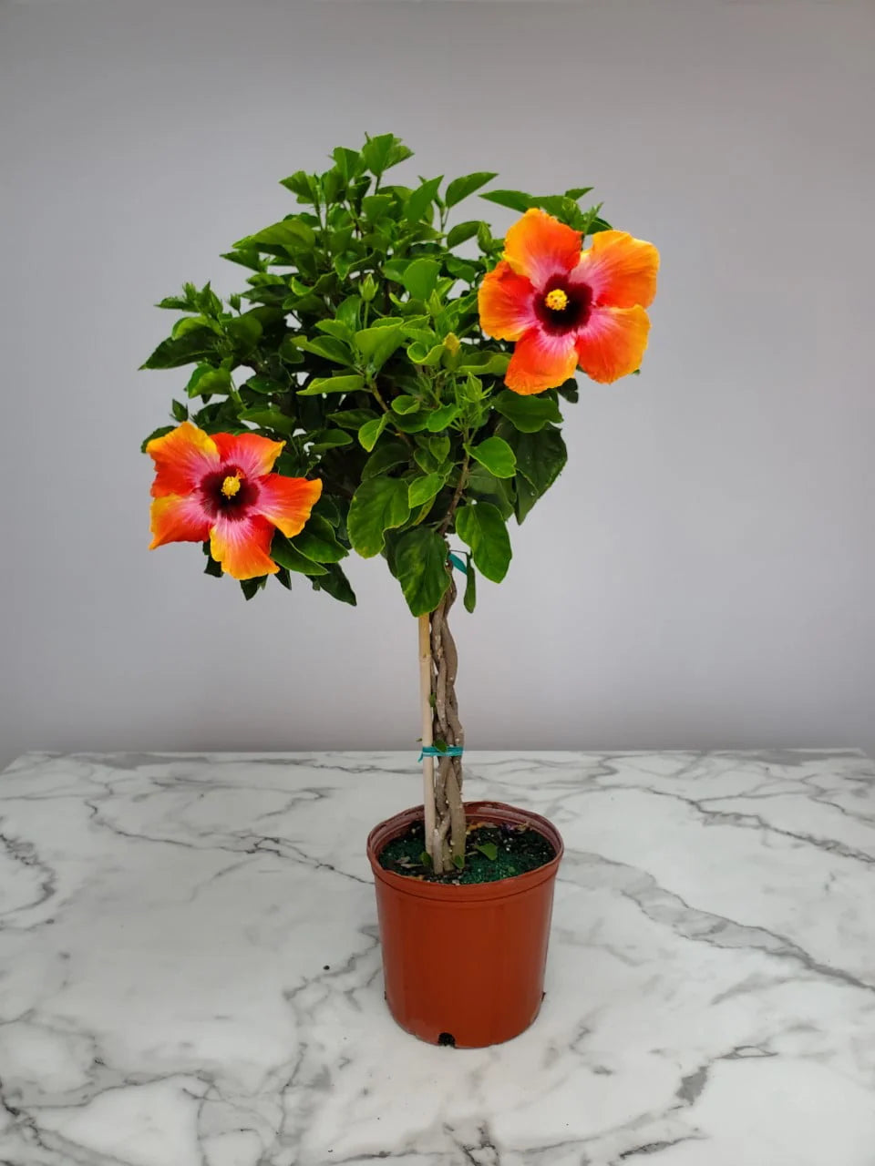 Tropical Plants of Florida 34 to 38 Braided Fiesta Hibiscus Tree; Full Sun， Flowering Plant