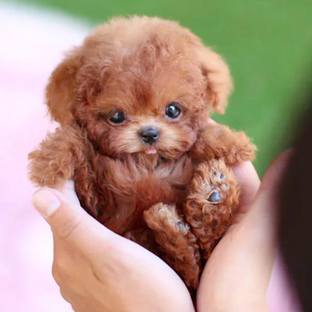 Robot Puppy Short Plush Doll