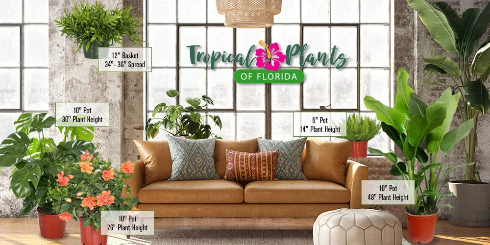 Tropical Plants of Florida 34 to 38 Braided Fiesta Hibiscus Tree; Full Sun， Flowering Plant