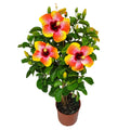 Tropical Plants of Florida 34 to 38 Braided Fiesta Hibiscus Tree; Full Sun， Flowering Plant