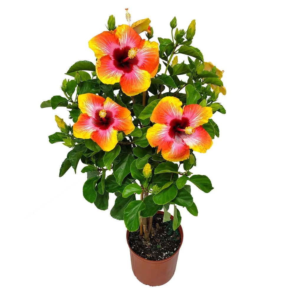 Tropical Plants of Florida 34 to 38 Braided Fiesta Hibiscus Tree; Full Sun， Flowering Plant